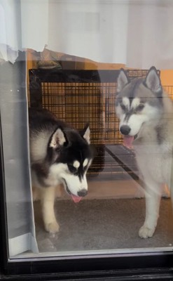 窓際に集まる兄弟犬