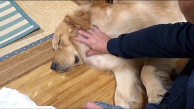 飼い主に撫でられて目を閉じる犬