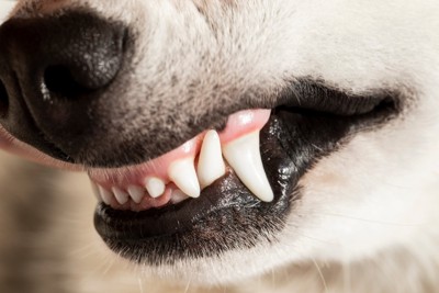 前歯と犬歯のアップ
