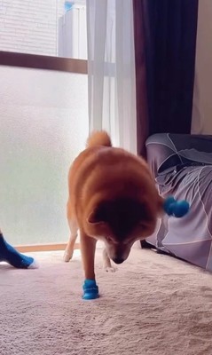 靴を履いたサブローくん4