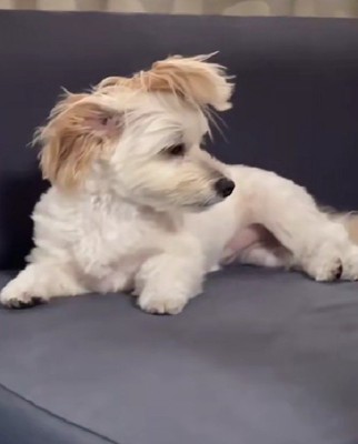 リーゼントのようなフォルムに…！