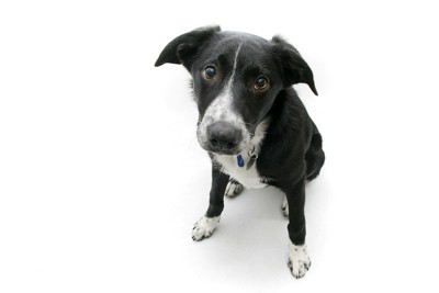 悲しそうに耳を伏せた犬