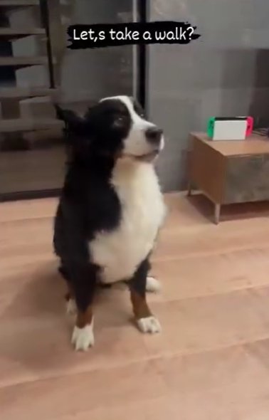 家の中で座るバーニーズマウンテンドッグ