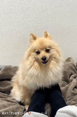 足で撫でる飼い主さん