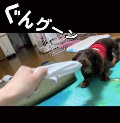 おもちゃを引っ張る小型犬