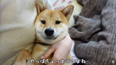 肉球クリームを試す富くん