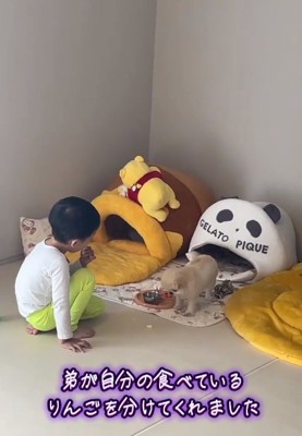 りんごを見るうにちゃん