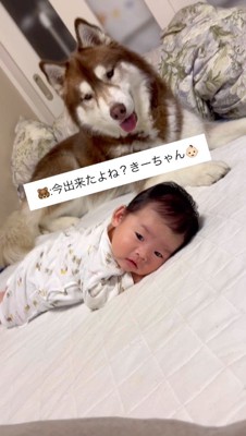 赤ちゃんを笑顔で見つめる犬