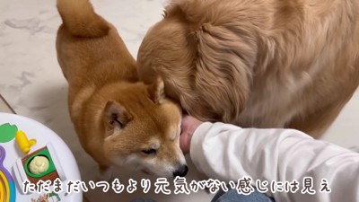 手術後のうにくん