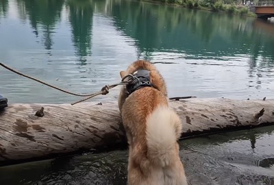 流木のニオイを嗅ぐ犬