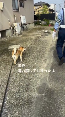 笑顔で男性の横を歩く犬