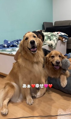 嬉しそうな大型犬達