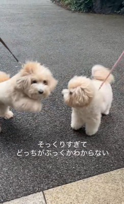 そっくりなワンコ2匹5