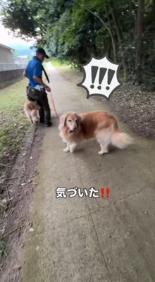 男性を凝視する兄犬