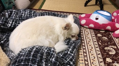 パパが先に寝ようとした時のコハクくん