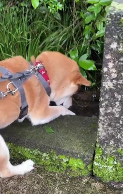 お散歩中に水路で…