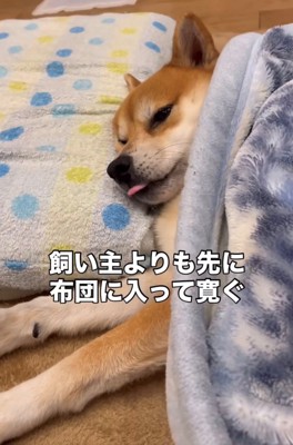 毛布の中で舌を出す犬
