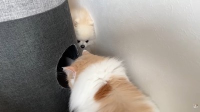 隙間からガン見！