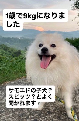 9キロのデカポメに！！