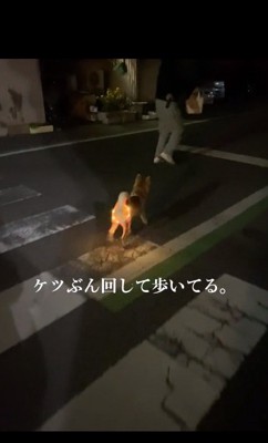 お尻を揺らして歩くしもんくん