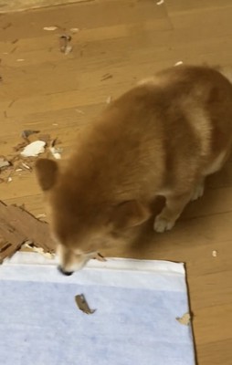 床に顔を近づける犬