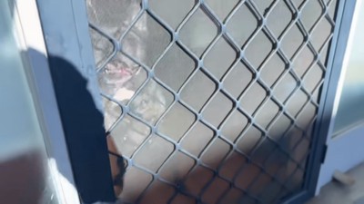 フィッちゃんとお別れする飼い主さん