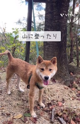 山に登ったキョロスケくん