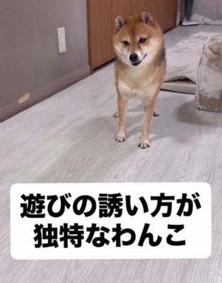 遊びに誘うとき