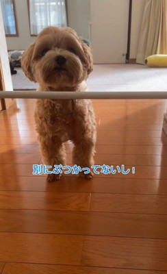 ぶつかってないと言い張るもち太くん