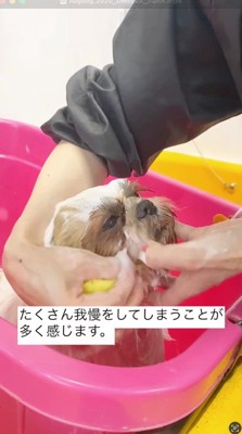 トリマーにシャンプーされる犬