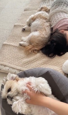 コロくんとチチちゃんと女の子の日常2