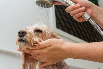 犬にシャワーを当てる