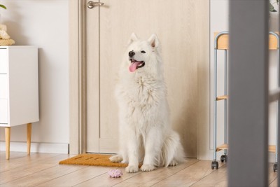 扉の前に座るサモエド