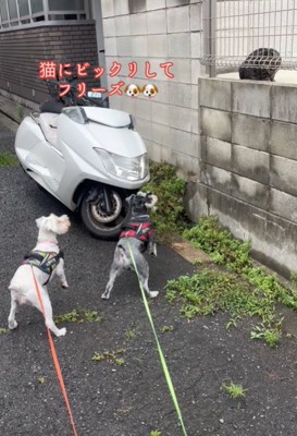 固まる犬と猫