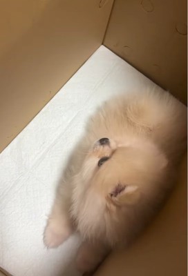 箱の中にいる子犬