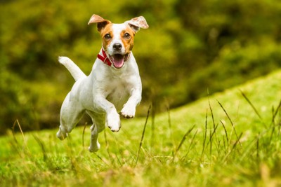 元気な犬