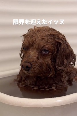 白目のピノちゃん