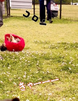 地面を転がる犬