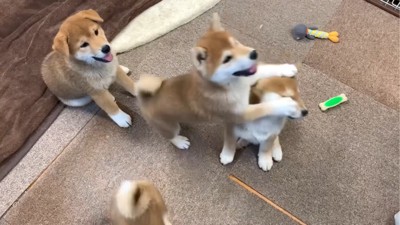 動き出す子犬たち