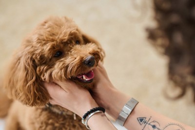 犬の顎の下を撫でる