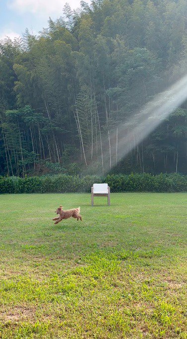 女性の方へ走っていく犬