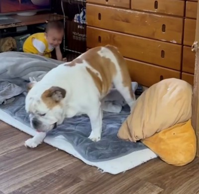 立ち上がって歩き出す犬と、それを見つめる子ども