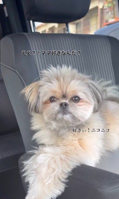 こんぶちゃんにパパとママを好きか聞いたら4