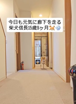走り出す信長くん