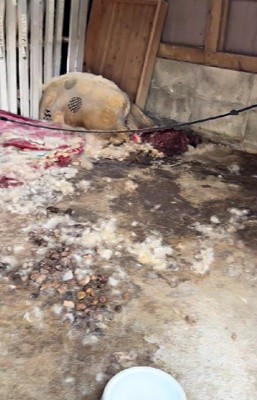 劣悪な環境で犬を保護