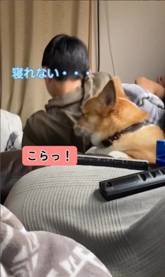 体調不良の男の子に付き添うチリちゃん⑩