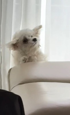 ココちゃんを遊びに誘うランコちゃん9