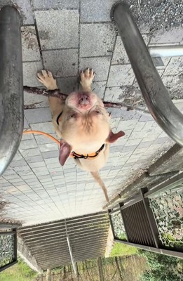 枝をくわえたまま通りたい小型犬