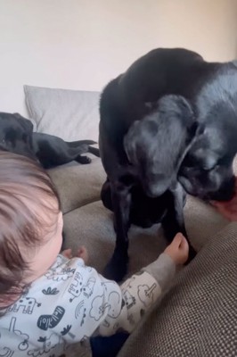 おやつを食べる犬