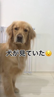 ヨーグルトを持っている飼い主を見つめる犬